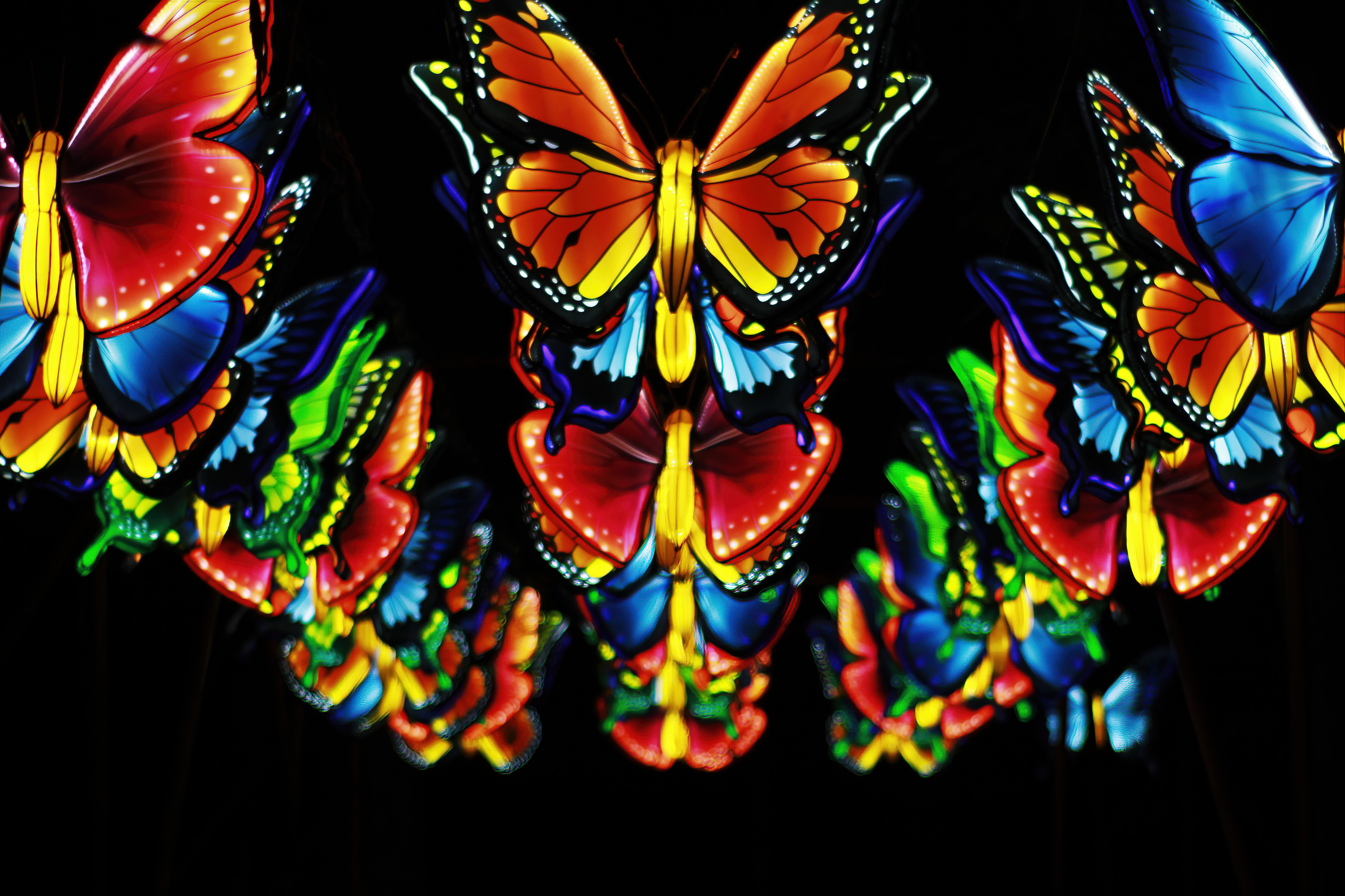 Butterfly Symphony