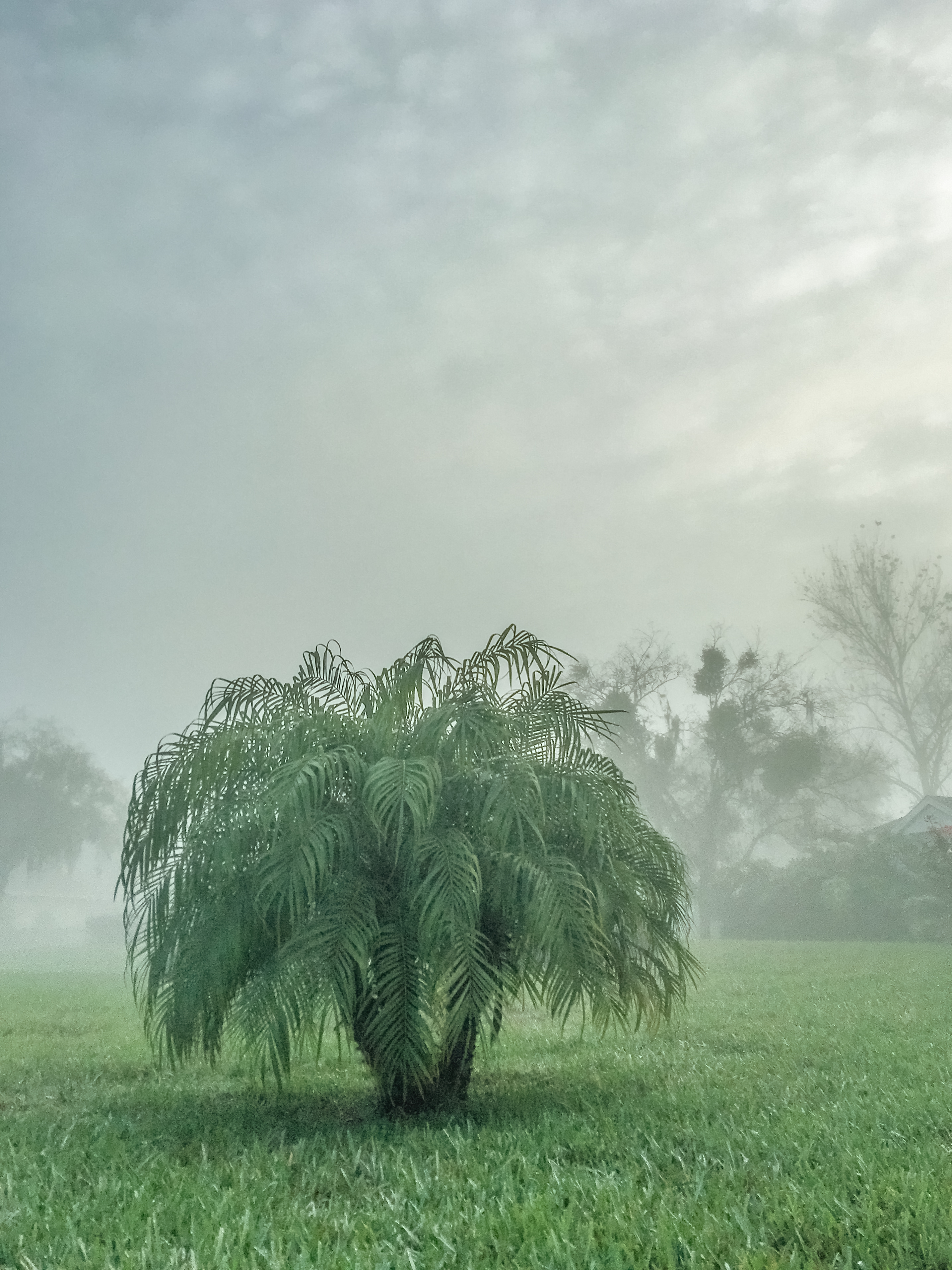 Misty Morning Reverie