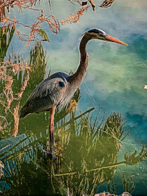 Great Blue Heron in Contemplation