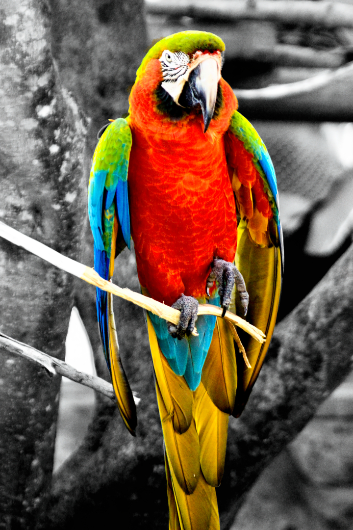 Tropical Magnificence